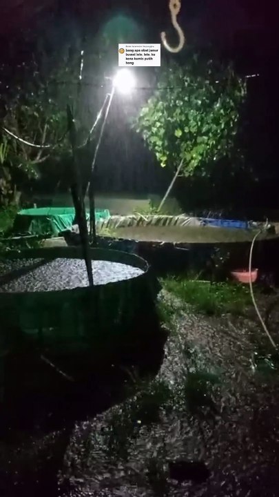 ikan lele banyak terkena penyakit jamur disaat musim hujan, WASPADALAH