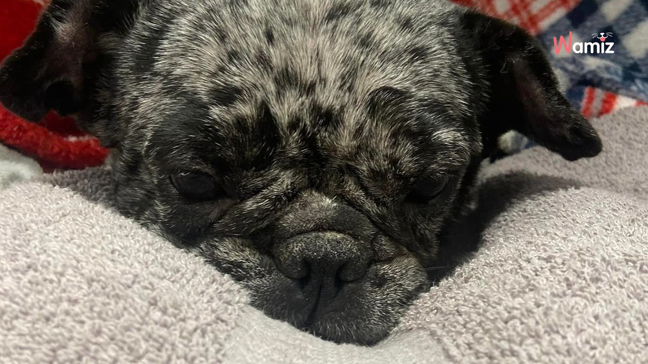 Dog discovered in cage in car park; vet check-up reveals serious health issues