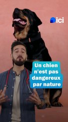 Les chiens ne sont pas dangereux par nature