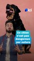Les chiens ne sont pas dangereux par nature