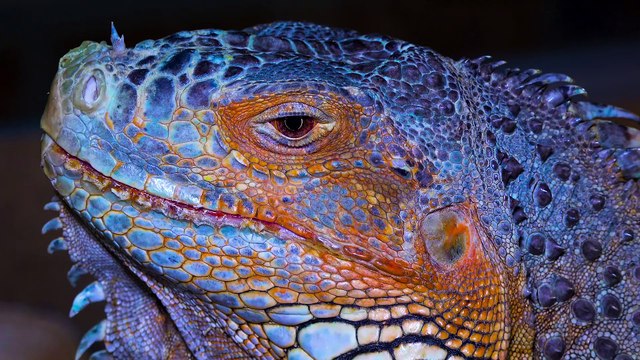 Animals of Planet Earth 4K HDR 60fps - Scenic Wild Animals in 4K Video #relaxingmusic #naturevideos #Beautiful #4k #nature