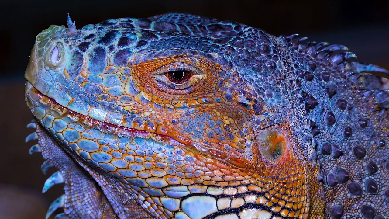 Animals of Planet Earth 4K HDR 60fps - Scenic Wild Animals in 4K Video #relaxingmusic #naturevideos #Beautiful #4k #nature