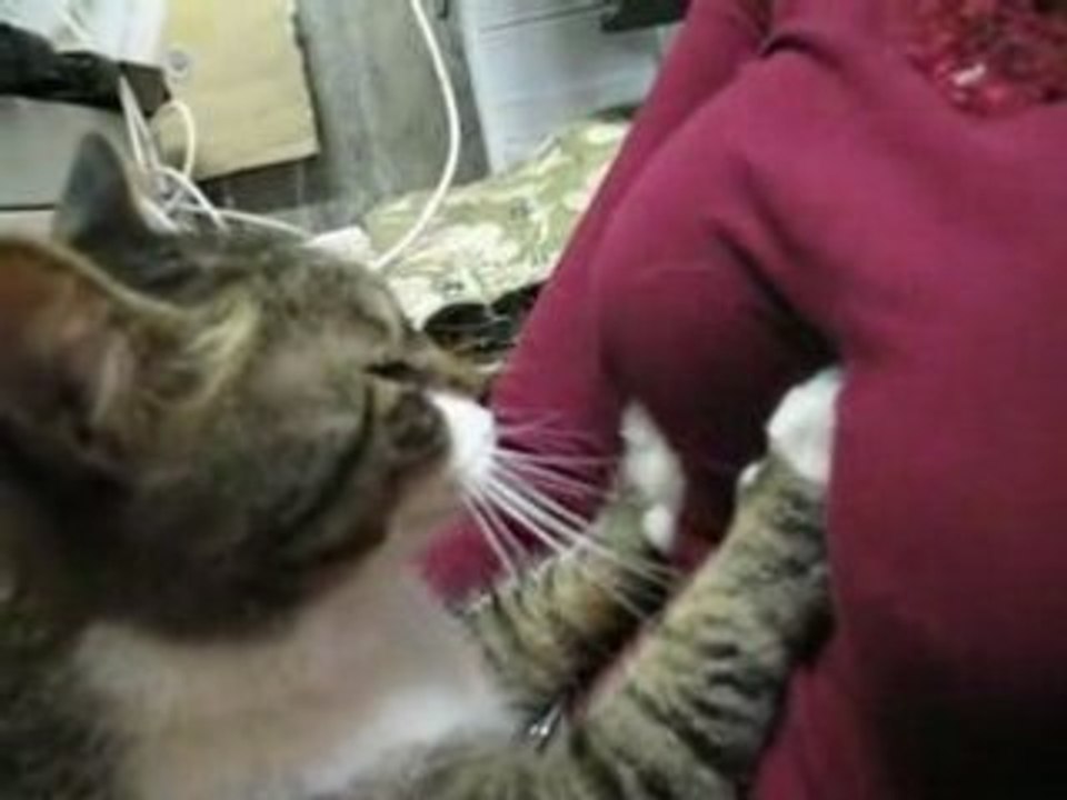 Chat Peloteur de Seins