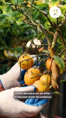 C'est quoi la différence entre une clémentine et une mandarine ?