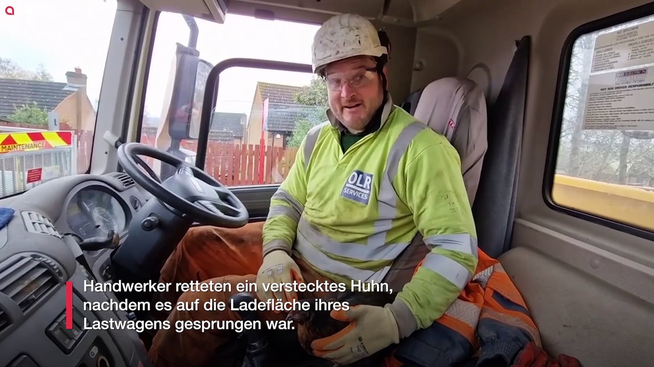 Verstecktes Huhn überlebt die Fahrt quer durch Großbritannien, nachdem es auf die Ladefläche eines Lastwagens gesprungen ist