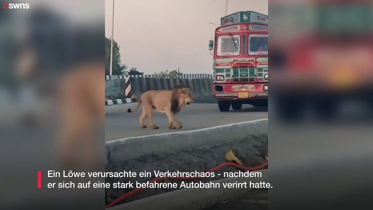 Löwe bringt den Verkehr zum Stillstand, weil er auf die Autobahn gelaufen ist