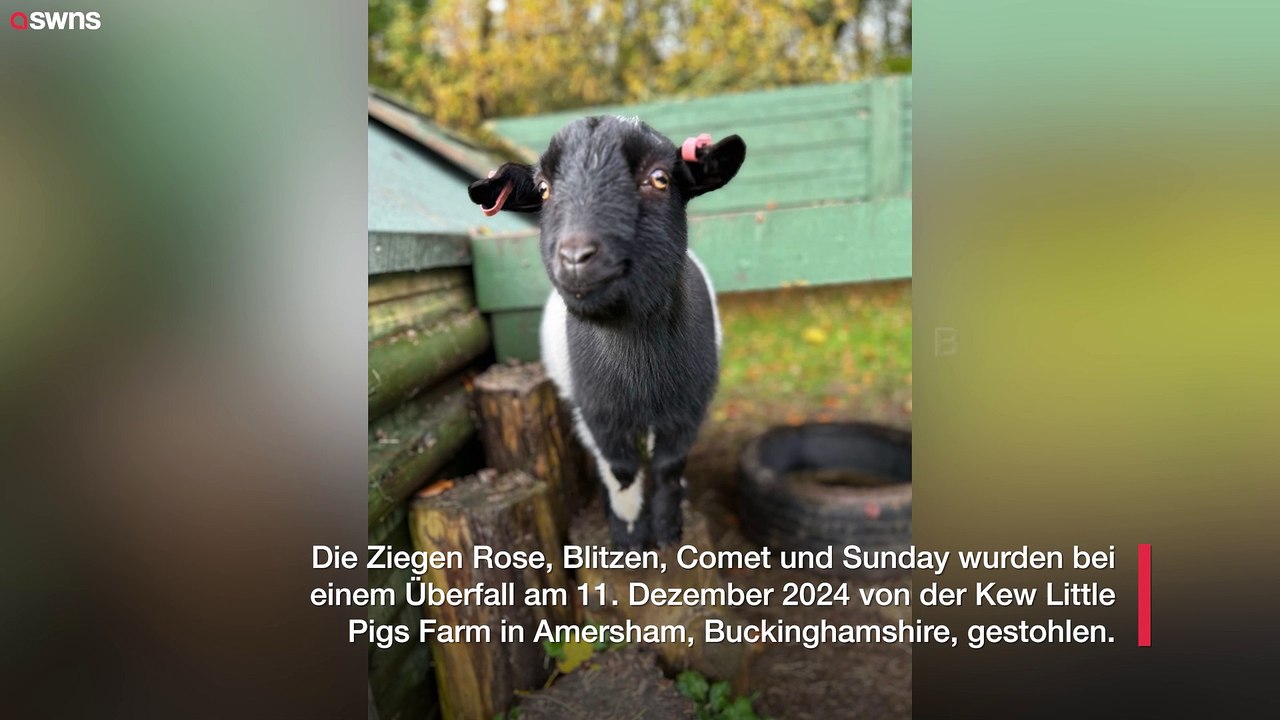 Ziegen wieder zusammengeführt, nachdem sie gestohlen und fast zwei Monate lang getrennt waren