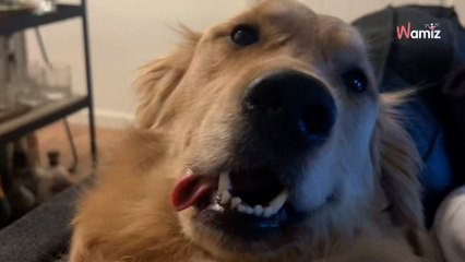 Couple buys an 8-week-old puppy online and quickly realises something is very wrong