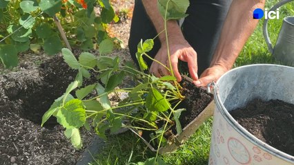 Roland Motte, jardinier : mars, le mois idéal pour remplacer vos vieux fraisiers