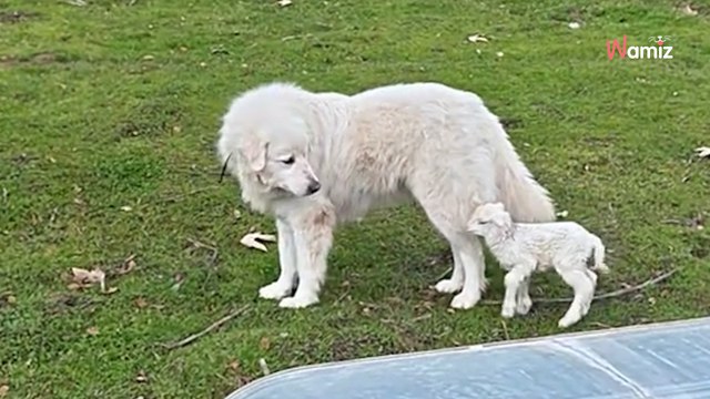 L'agneau fait une énorme confusion le premier jour de sa vie : le chien de berger n'hésite pas une seconde (vidéo)