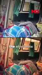 Fatal elephant attack on temple-bound devotees in Andhra Pradesh