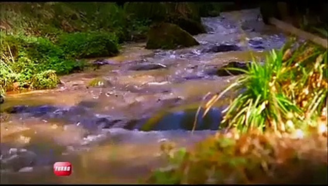 Emission Turbo du 12/05/2013 : Peugeot 2008, Volkswagen Golf GTI, Porsche Cayman S vs. Porsche 911.