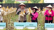 Panen Raya 156,6 Ton, Pertama Kali Polda Riau Kirim Jagung Pipil Ke Sumbar