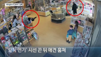 강아지 훔치려고 발작 연기