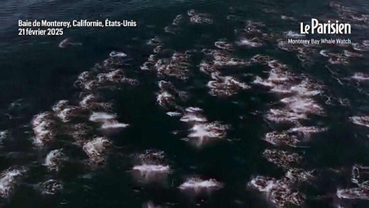 2000 dauphins jouant et sautant au large de la Californie