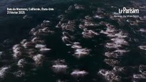2000 dauphins jouant et sautant au large de la Californie