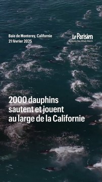 2000 dauphins jouent au large de la Californie