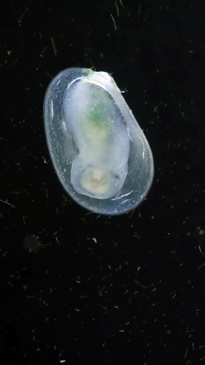 Freshwater Snail Larva