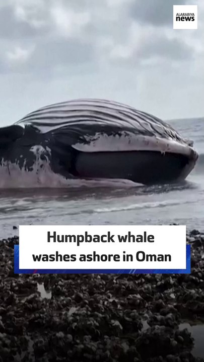 Humpback whale washes ashore in Oman