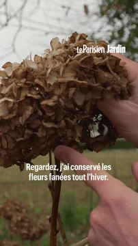 Quand et comment bien tailler ses hortensias ?