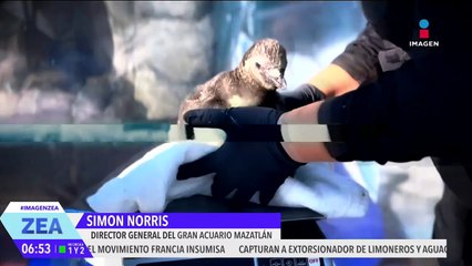 Nace el primer pingüino de Humboldt en el Gran Acuario Mazatlán