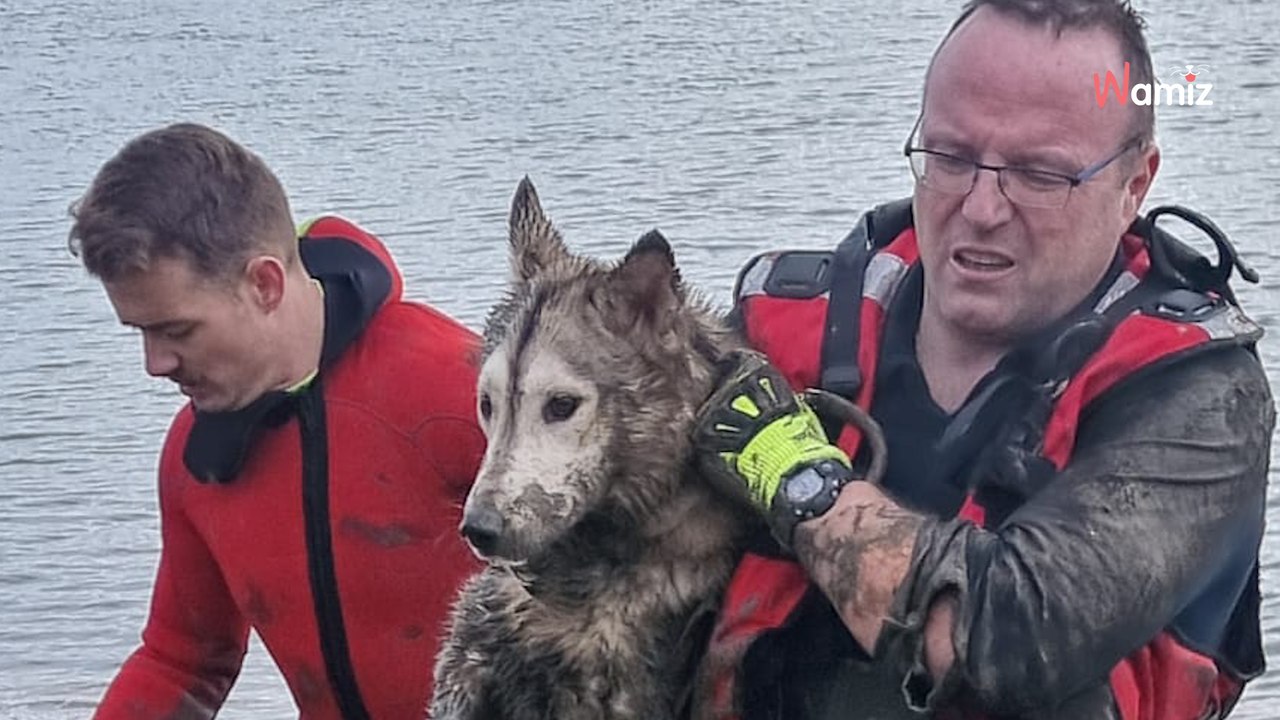 Seine-Maritime : les pompiers viennent au secours d'un chien qui était à la dérive dans la Seine