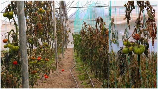 Seraları soğuk vurdu, tüm ürünler zamlandı
