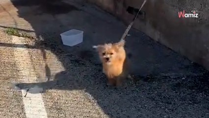 Un couple fait le plein de sa voiture : la sortie à la station-service se transforme en sauvetage