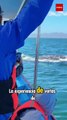 ¿Ballenas grises impulsan turismo en pueblo pesquero de Baja California Sur?
