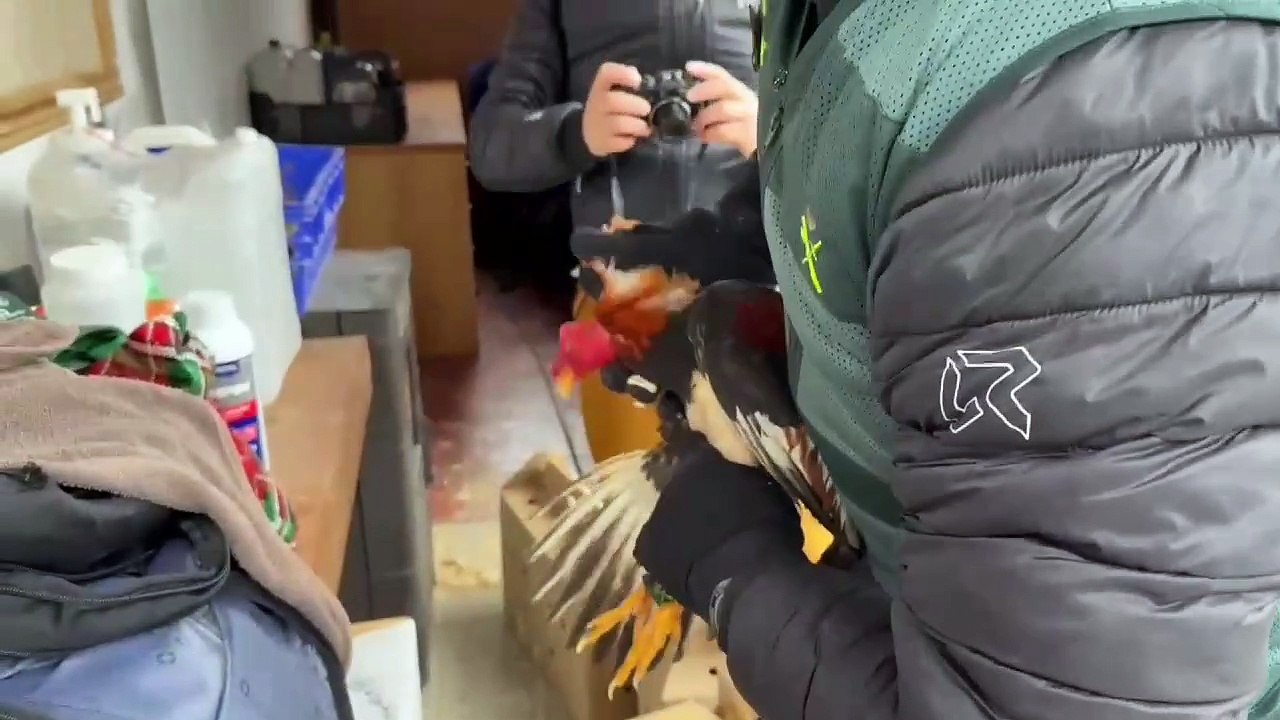 Detenidas y acusadas de maltrato animal dos personas que transportaban once gallos de pelea en Fiscal (Huesca)