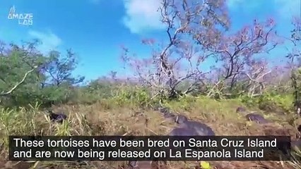 Tortoises Are Just Like Humans, They Love Scratches!