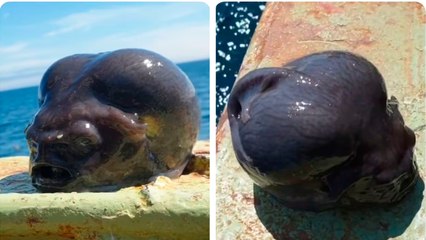 Rusia: Un pescador muestra extraño pez encontrado en aguas profundas, "Parece de otro planeta"