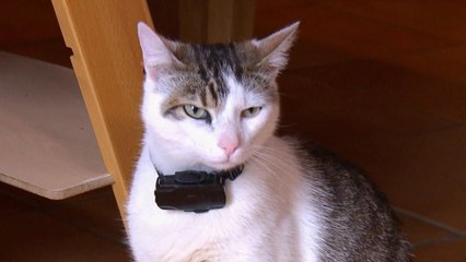 La vie secrète des chats