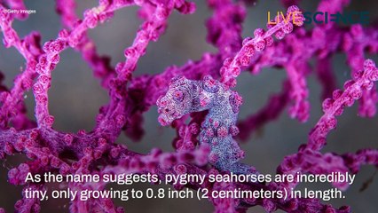 Can You Spot These Camouflaged Creatures?