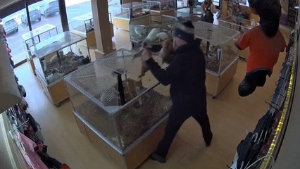 Robo de perros bulldog en Colorado