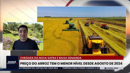 Chegada da nova safra e baixa demanda: preço do arroz tem o menor nível desde agosto de 2024