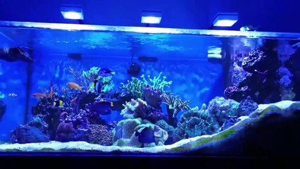 300 galon fish tank
