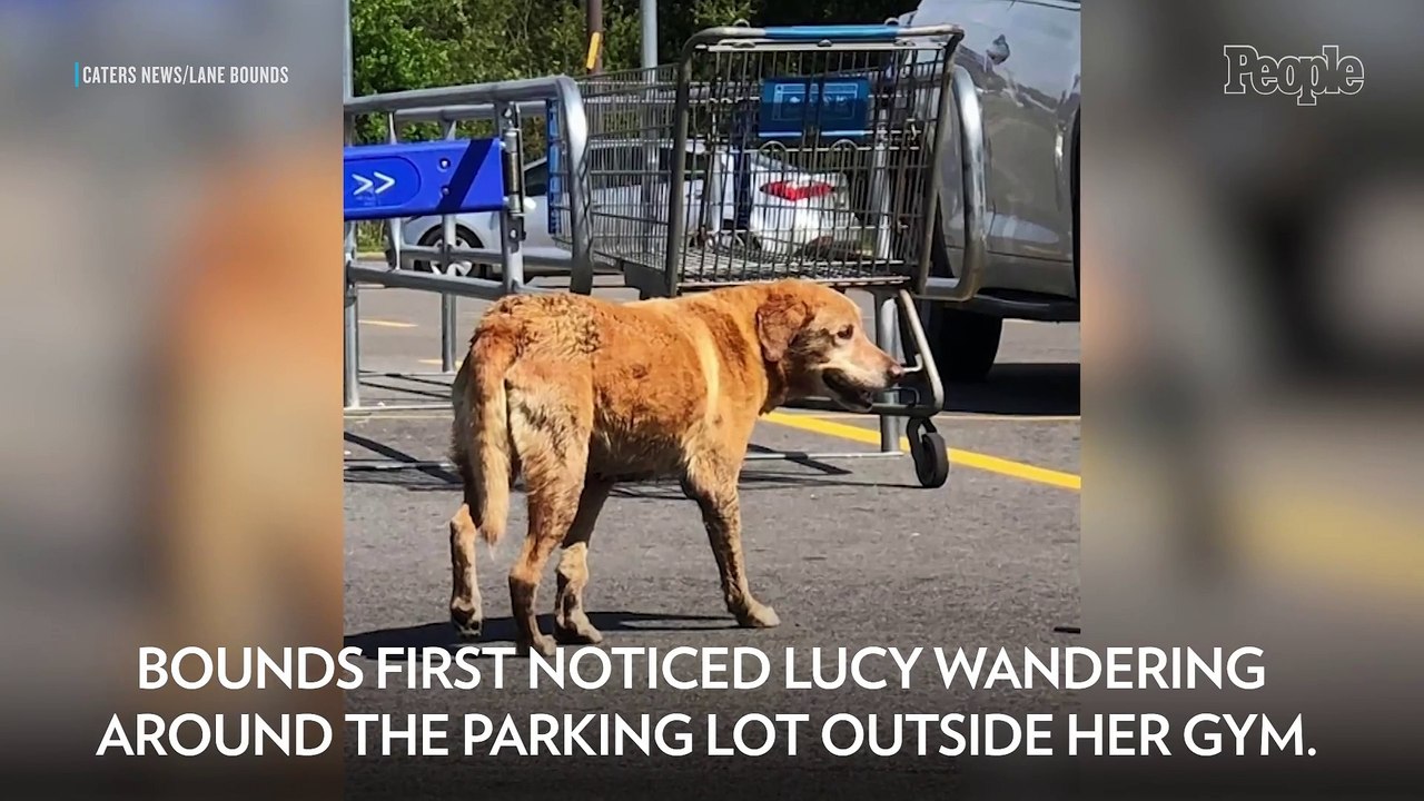 Woman Saves Dog Found Alone in Parking Lot Afte...