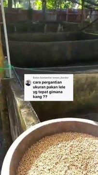 Cara ganti jenis pakan pelet agar ikan lele tidak mengalami masalah