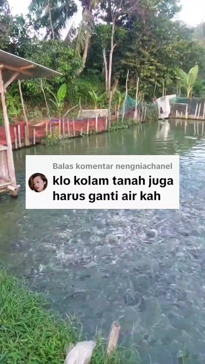 Kalau dikolam tanah apakah harus ganti air kolam juga