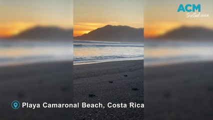 Costa Rica turtles - February 26, 20205 - The Standard