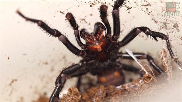 Urgent appeal for funnel-web spiders as season ends