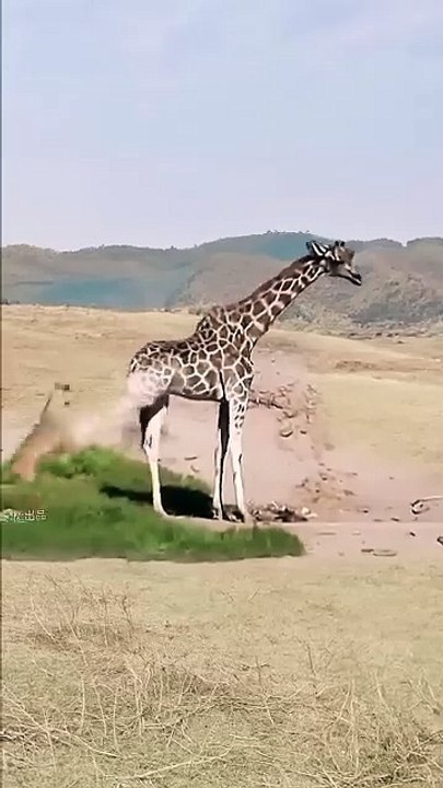 animales