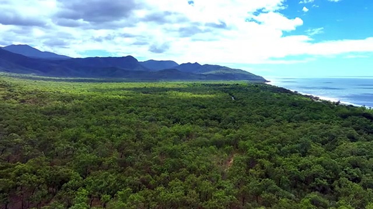 Tropical rainforest