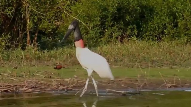 tn7-Ave emblemática de humedales costarricenses en peligro de extinción-260225