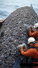 🐋✨ Rescuing a GIANT Whale! Watch the Satisfying Barnacle Cleanup! 🔥🧼