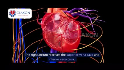 I Found The SECRET To Understanding The Cardiovascular System