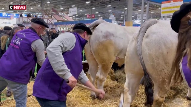 Salon de l'Agriculture : père et fille primés au concours général de bœufs gascons