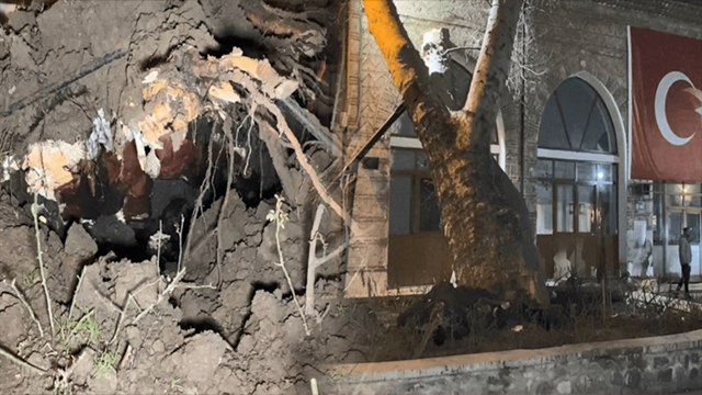 550 yıllık çınar ağacı kökünden çıktı, devrildi