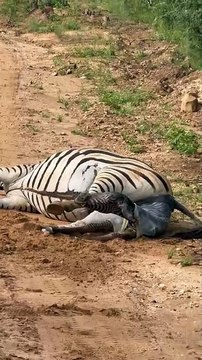 Visitors Witness Zebra Giving Birth During Private Game Reserve Drive